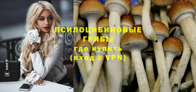 Галлюциногенные грибы Magic Shrooms  Высоковск 